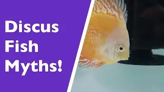 How to keep Discus Fish healthy!