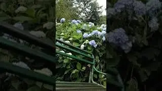 Flower garden #sikkim