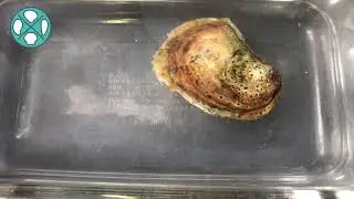 Moments in Nature - Female Oyster Spawn