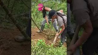 Sacando YUCA con mi mamita.
