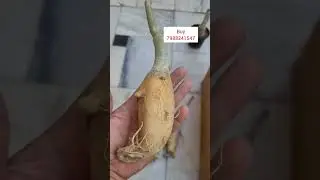 Aise milenge ge saste paudhe / Quality plants 7988241547