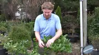 WBL 2017 Video06 Diseases Leaf Spot (Cercospora)