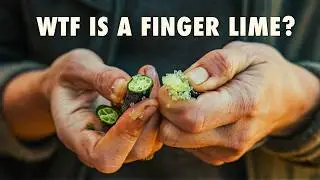 Citrus Caviar?! We Tried California&rsquo;s Weirdest Citrus | Discover A California Finger Lime Farm