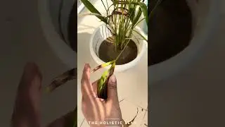 Pruning my Nursery Areca Palm 🫰🏻 #garden #gardening #plants #ytshorts #shorts