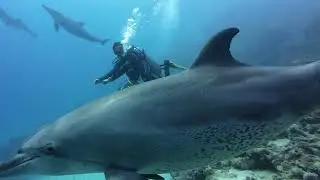 Halg Salman South (diving)