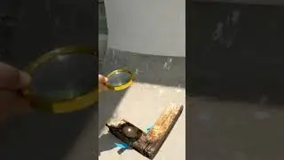 leaf burn - magnifying glass