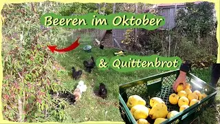 Gartenarbeit Oktober & Quittenbrot