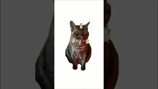 Microdosing accutane as explained by cats