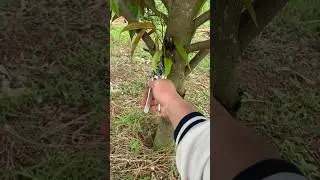 #pruning #durian #tree #musangking