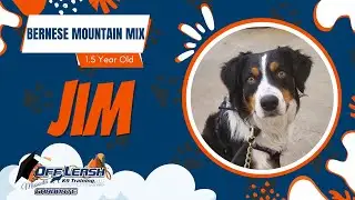 Jim - 1.5 Yr Old Bernese Mountain Mix Best of Missoula Dog Trainers Off Leash K9 Training Missoula