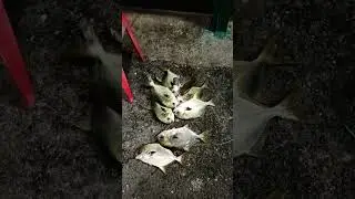 bawal day  #fishing #fishinglife #fish #pompano