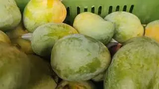 7 August 2025 Mango 🥭 Market Update News Hyderabad 