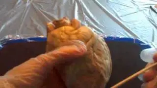 BIOL 2402 Lab Practical 1 Part 1-1
