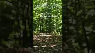 Does this forest sound relax you? Listen for a few seconds 🍃🎧