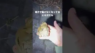 寒さで動けなくなってるヒキガエルを拾い上げると&hellip; #frog #カエル