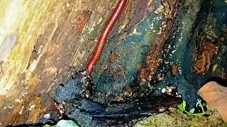 Mesmerizing Forest Floor to Canopy: Red Millipede Climbing ASMR