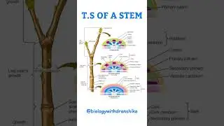 Unveiling the inner architecture of a stem 🌱🔬 #TSofStem #PlantAnatomy #NEETBiology #StemStructure