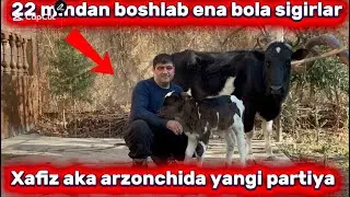 🛑 Xafiz aka jangda ena bola sigirlarni chempionlari 🥇
