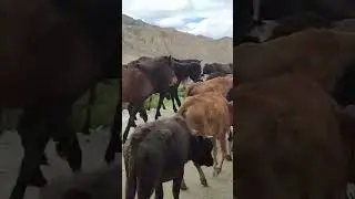 Sentiers &Eacute;poustouflants de l'Upper Mustang - Partez avec Nepal Yetiraj Treks #travel