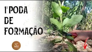 1ª PODA DE FORMAÇÃO | Como podar sua frutífera?