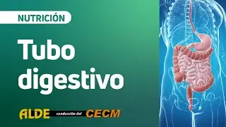 Tubo Digestivo | Clase de repaso de nutrición