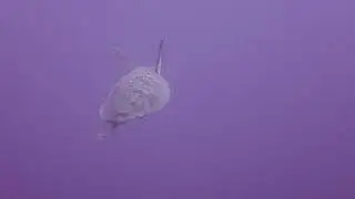 Addu Atoll, Maldives - January 2018