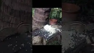 chipmunks eat a lot of rice a day