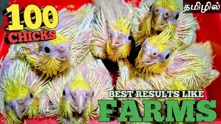 How to Breed Cockatiel Birds Like a Farm🤯🐣 | In Tamil