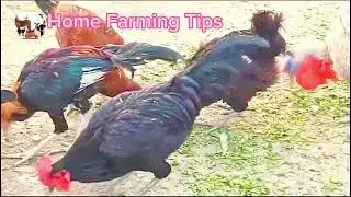Immunr Booster for Poultry Birds/Garlic for Chickens||Using As Hen Feed Additives ,