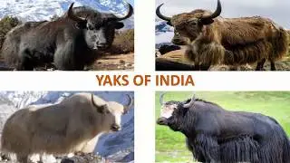Yaks of India 🇮🇳 | Livestock | Indian Animals