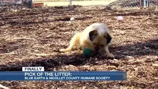 Pick of the Litter: Bobby