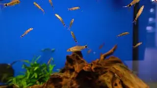 Netzpinselalgenfresser - Crossocheilus reticulatus