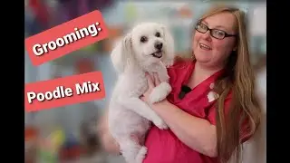 Grooming a Poodle Mix