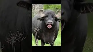 #comedy #funny #cow