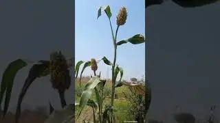 Musical Movement of Jowar / Sorghum crop ......