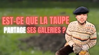 La Taupe partage-t-elle ses galeries ?  Guide & astuces de piégeage