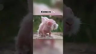 AS&Iacute; SE VER&Iacute;AN ESTOS ANIMALES SIN PELO #animales #sinpelos