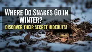 Куда деваются змеи зимой? 🐍 Откройте их тайные убежища! Панель знаний