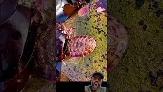 voc&ecirc; j&aacute; conhece ou j&aacute; teve em seu aqu&aacute;rio esse molusco o chiton #aquarium #ocean #curiosidades