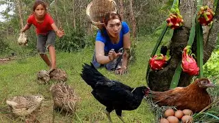 Catch chicken & quail in rainforest- Grill chicken spicy so delicious- Crispy quail for lunch +5food