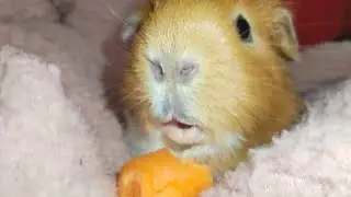 Cute Guinea pig ASMR 