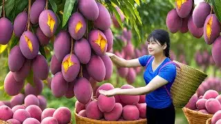 Ly Trieu Ca: Harvesting Giant Mangoes & Making Mango Cake Dessert | The Secret to Traditional Dishes