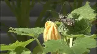 True Bugs