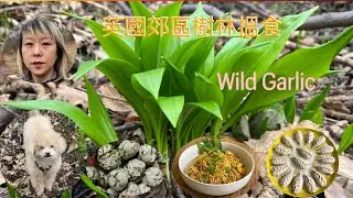 野外搵食/ 野外尋寶 /wild garlic /野蒜/英國郊區/英國樹林