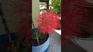 #flower#ball#red