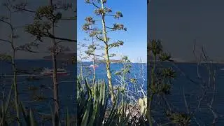 #.ses figueretas.#.💚.ibiza island.#.Spain.