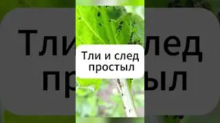 Не оставь тле и шанса!  #дача #огород #тля #вредители