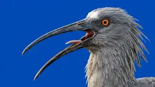 Ibis ołowiany