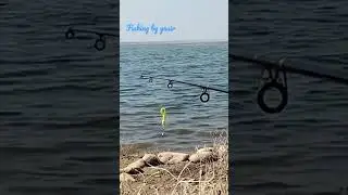 fishing video carp run. fishing at Mangla dam.#shorts #shortsvideo #fishing