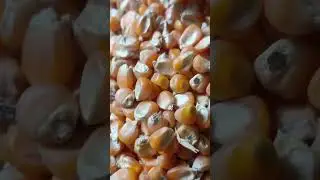 Maize available #shortvideo #cow #cattlefarm #youtubeshorts #maize  #agriculture